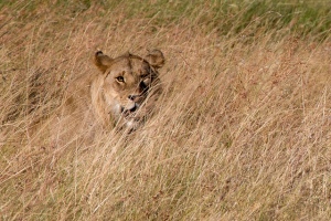 lion in grass